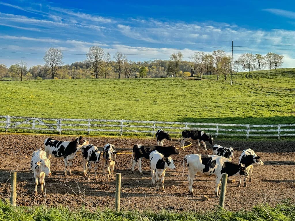 Cattle on an Aliplus farm