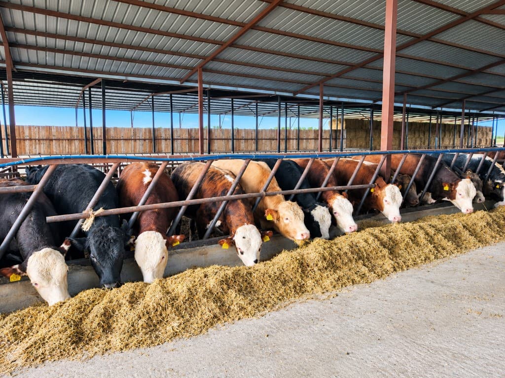 Cattle feeding on an Aliplus ration