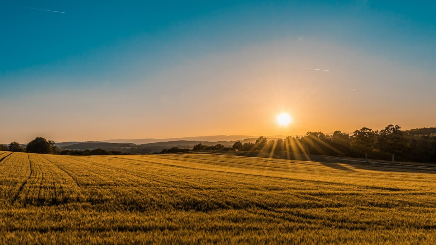 Wheat field at last light