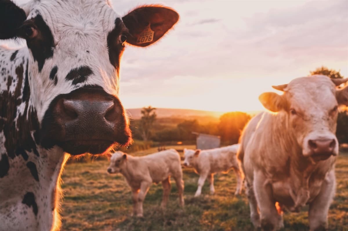 Ruminants on the farm