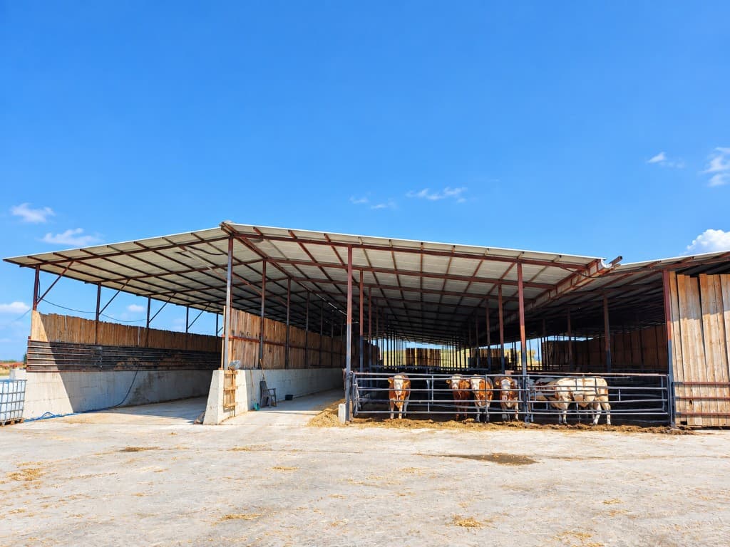 Cattle standing in an open-sided barn